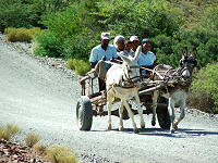 Donkey cart