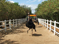 Ostrich racing in Oudtshoorn