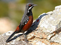 Birding at Toorfontein